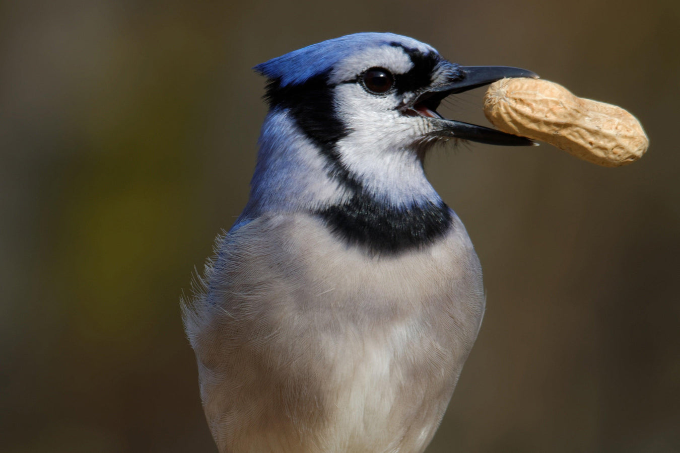 Nut Bird Feeders