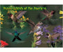 Kids Puzzle Hummingbirds 40 piece Puzzle