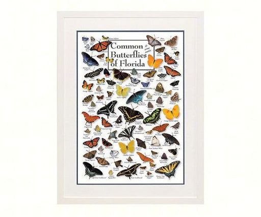 Common Butterflies of Florida Poster