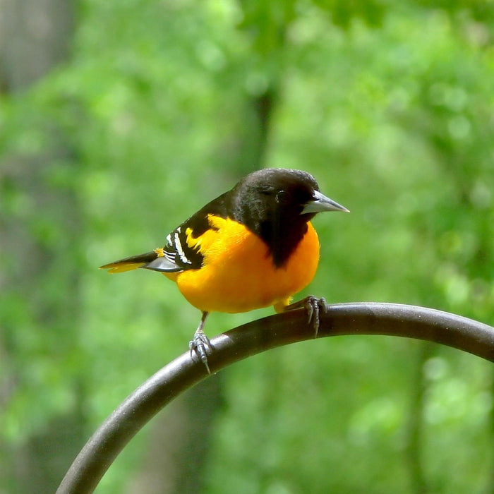 How do I Attract Orioles? The Bird Shed Answers! - The Bird Shed