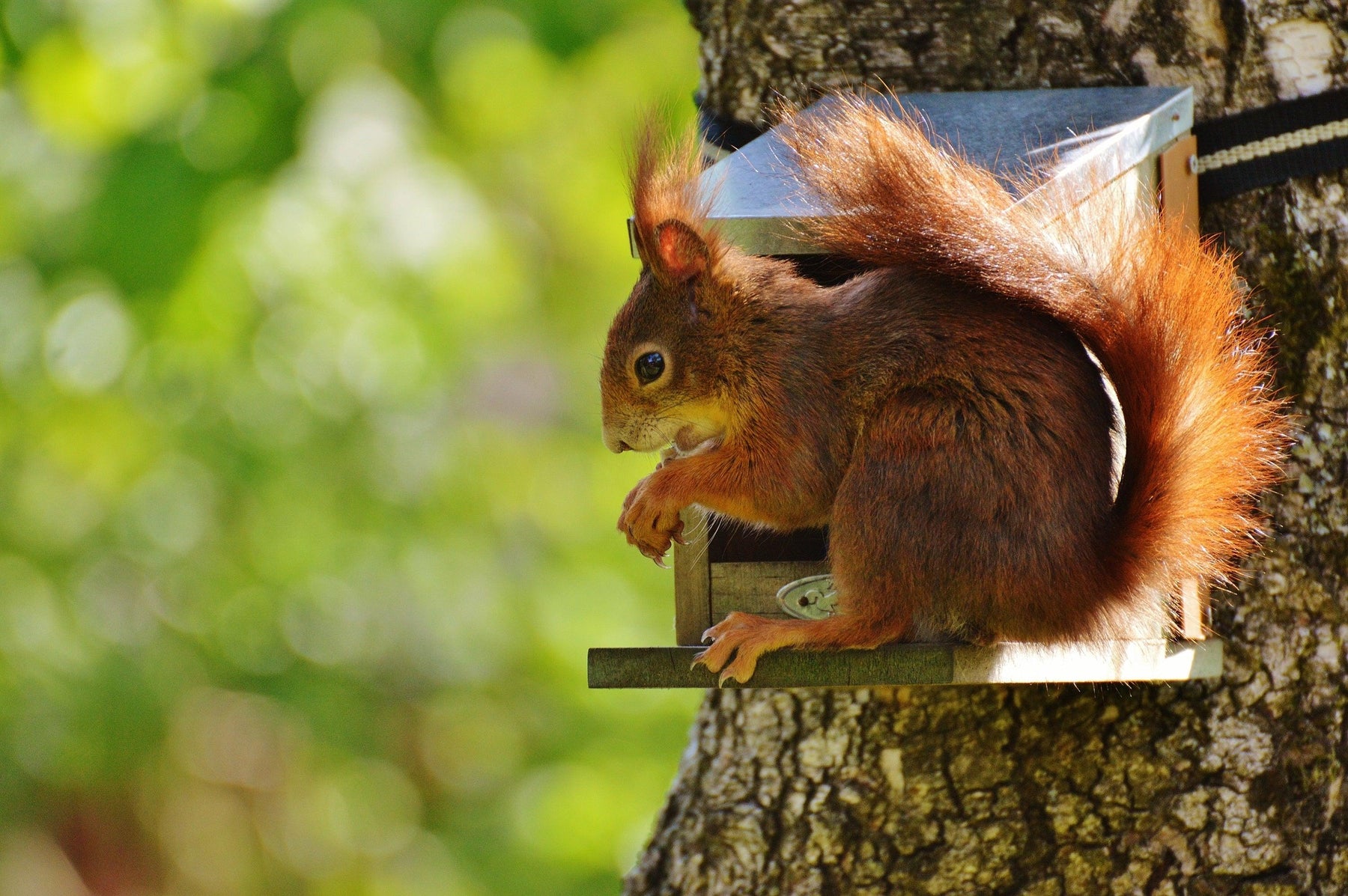 Best Bird Feeders for Deterring the Smart and Determined Squirrel - The Bird Shed