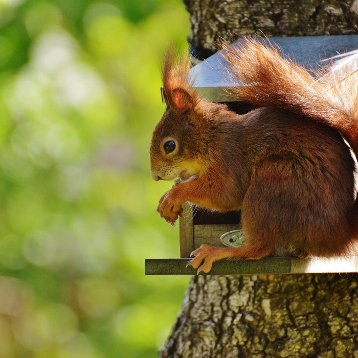 Best Bird Feeders for Deterring the Smart and Determined Squirrel - The Bird Shed