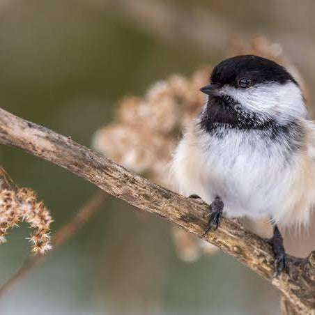 Black-Capped Chickadees! The Friendliest and Most Social Wild Bird! - The Bird Shed