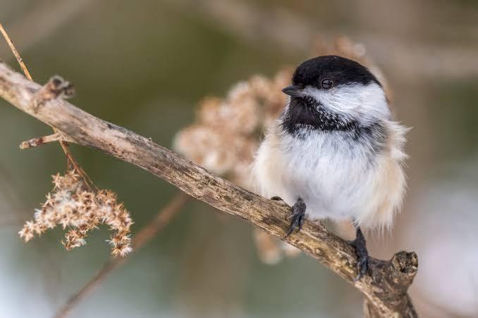 Black-Capped Chickadees! The Friendliest and Most Social Wild Bird! - The Bird Shed