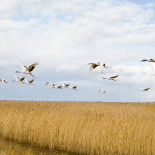 Why birds migrate and what we can do to help them. - The Bird Shed