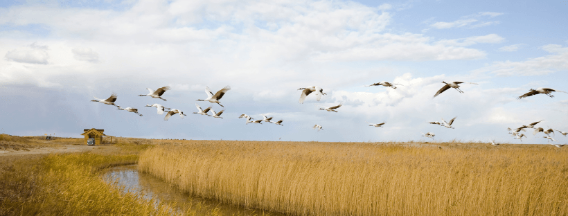 Why birds migrate and what we can do to help them. - The Bird Shed