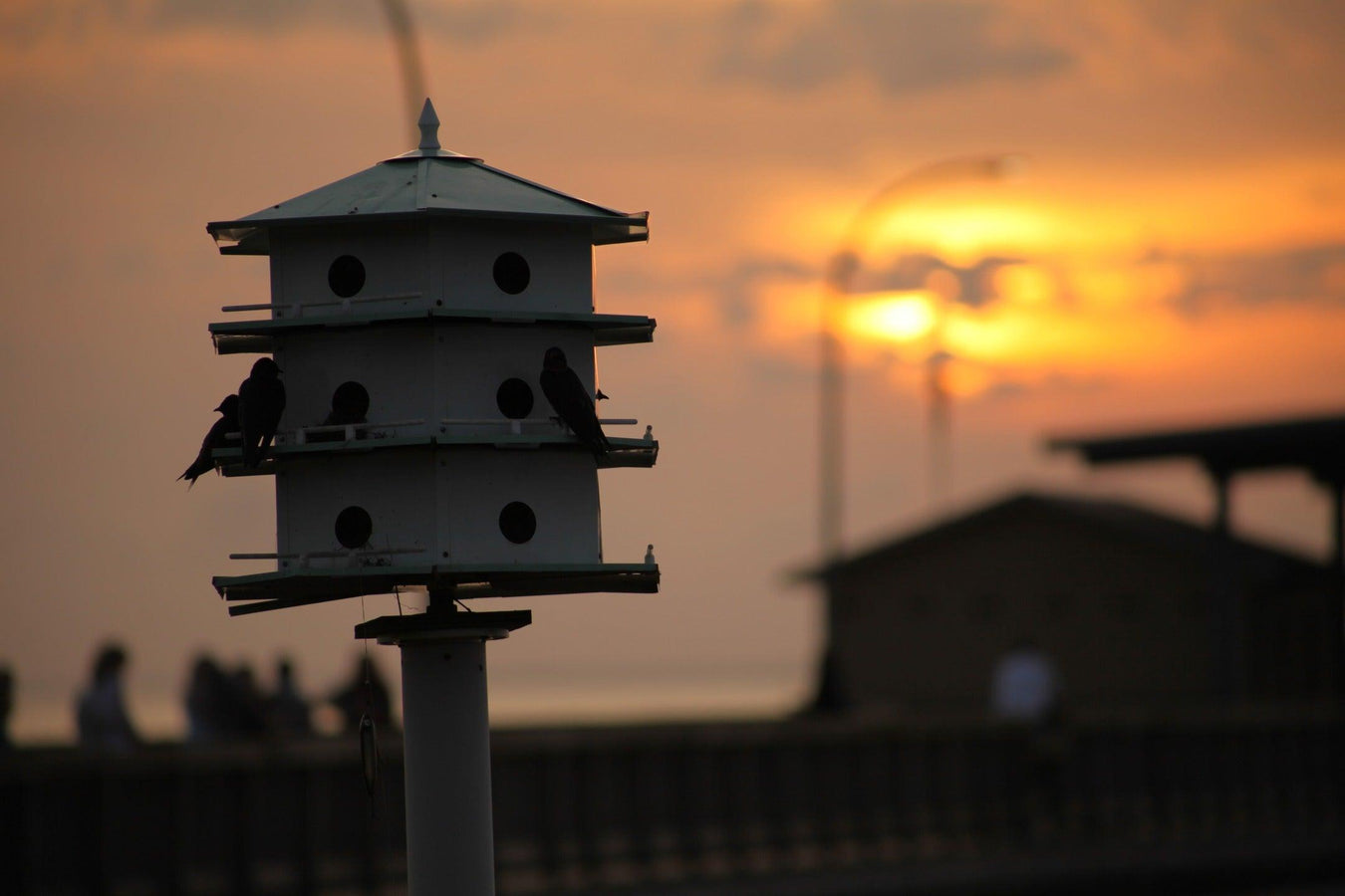 Purple Martin Houses and Accessories
