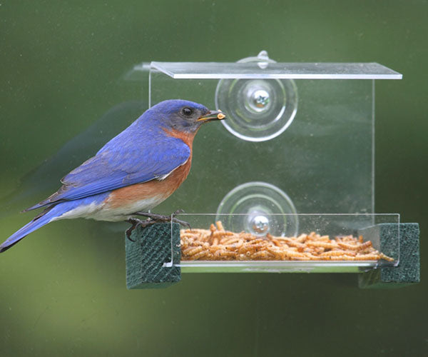 Window Bird Feeders | Hummingbird Window Feeder | Bird Window Feeder