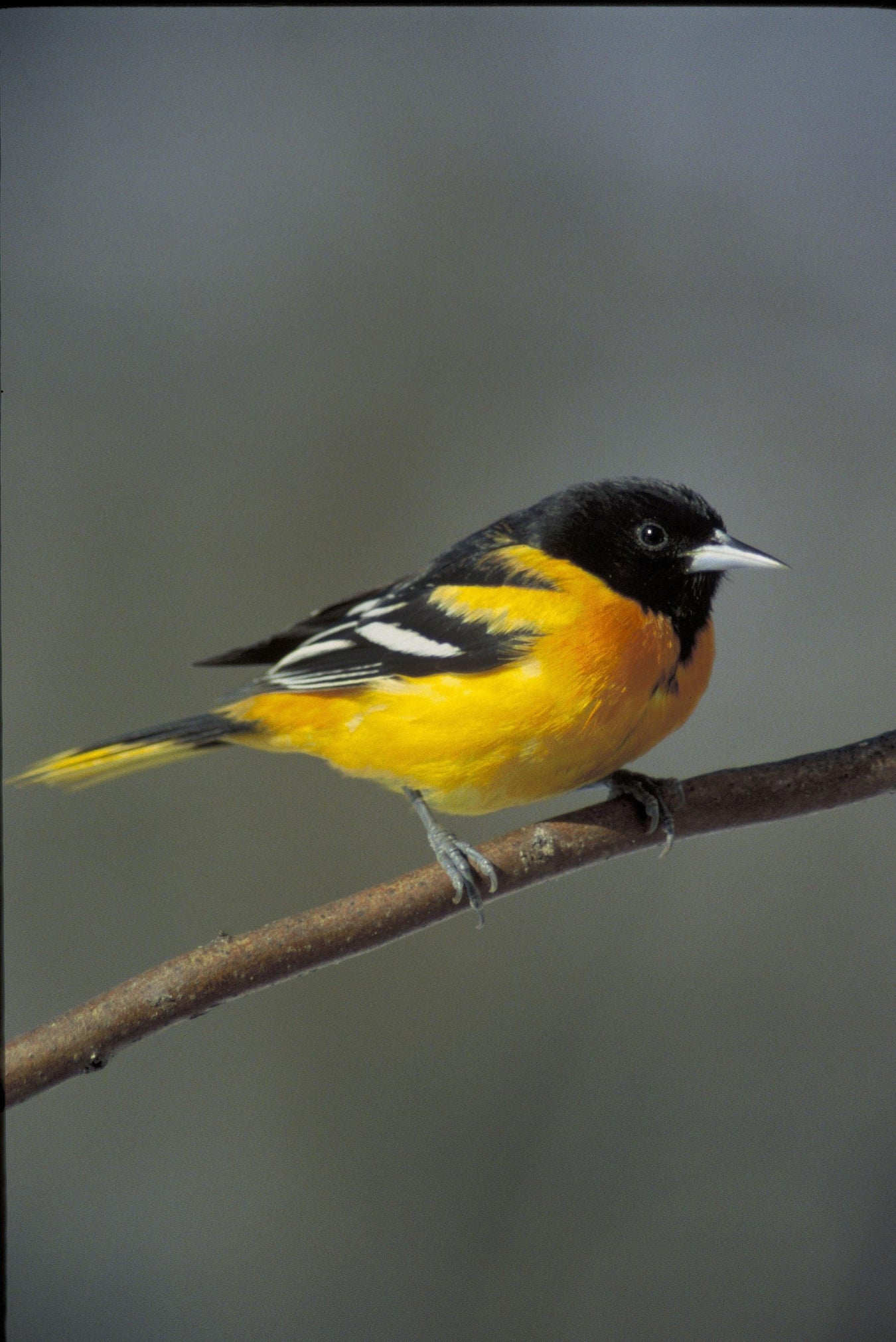 Oriole bird feeders are a popular choice for attracting colorful orioles to your backyard. 