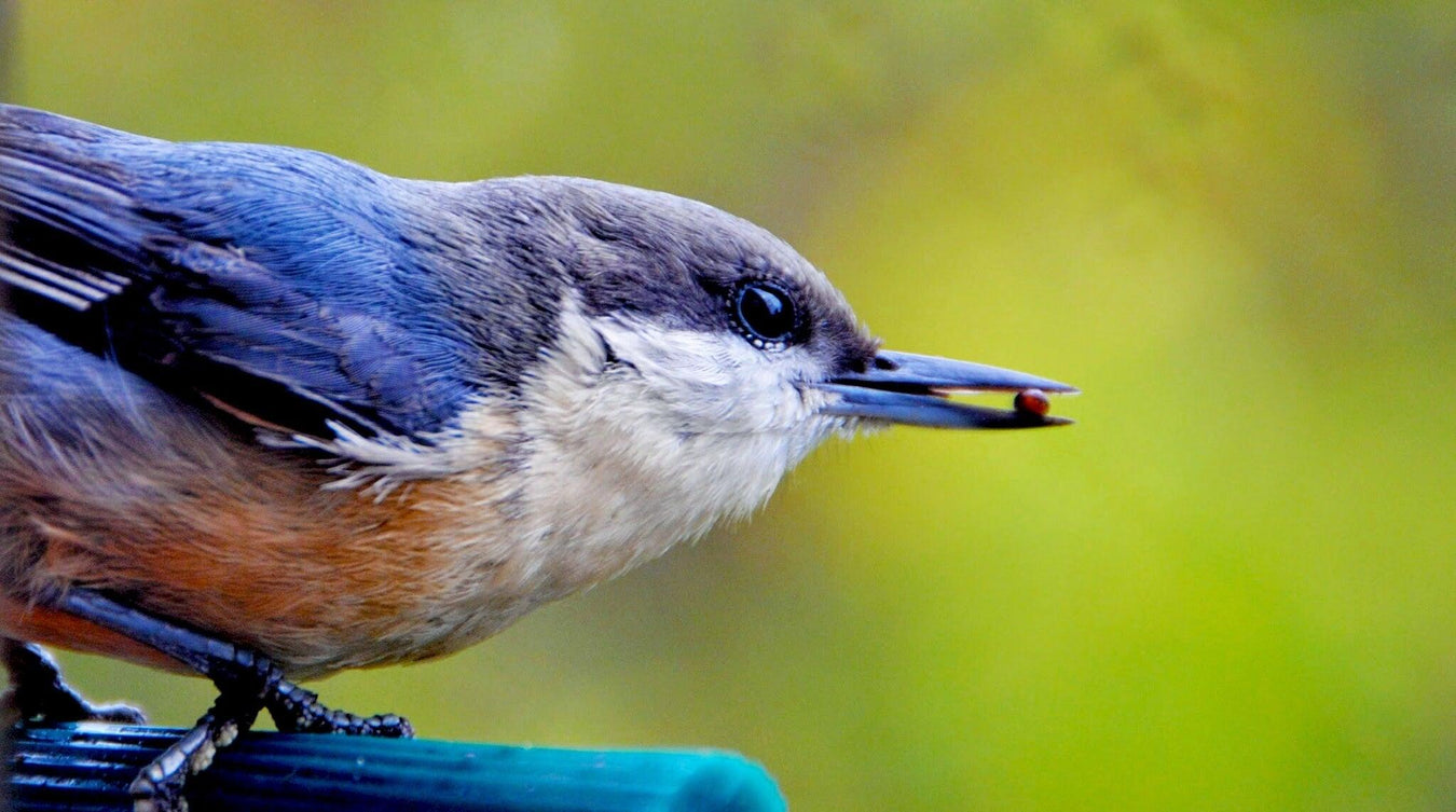 Bluebird Feeders - The Bird Shed