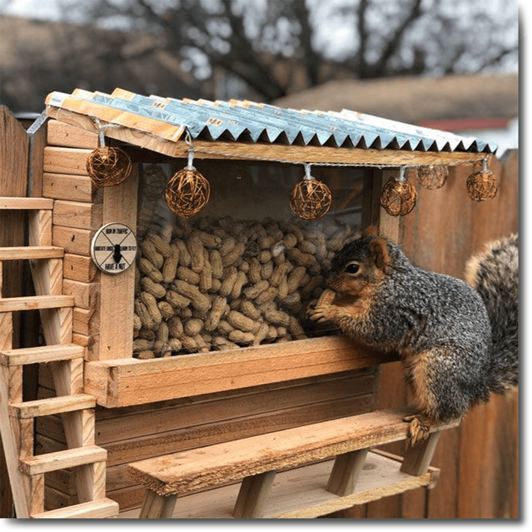 Squirrel Feeders - The Bird Shed