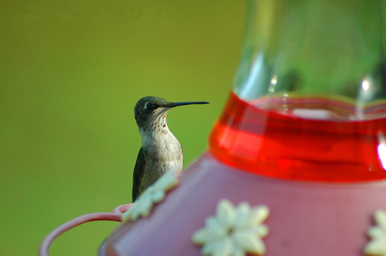 Hummingbird Feeder | Hummingbird Feeders for Outdoors Hanging, Windows