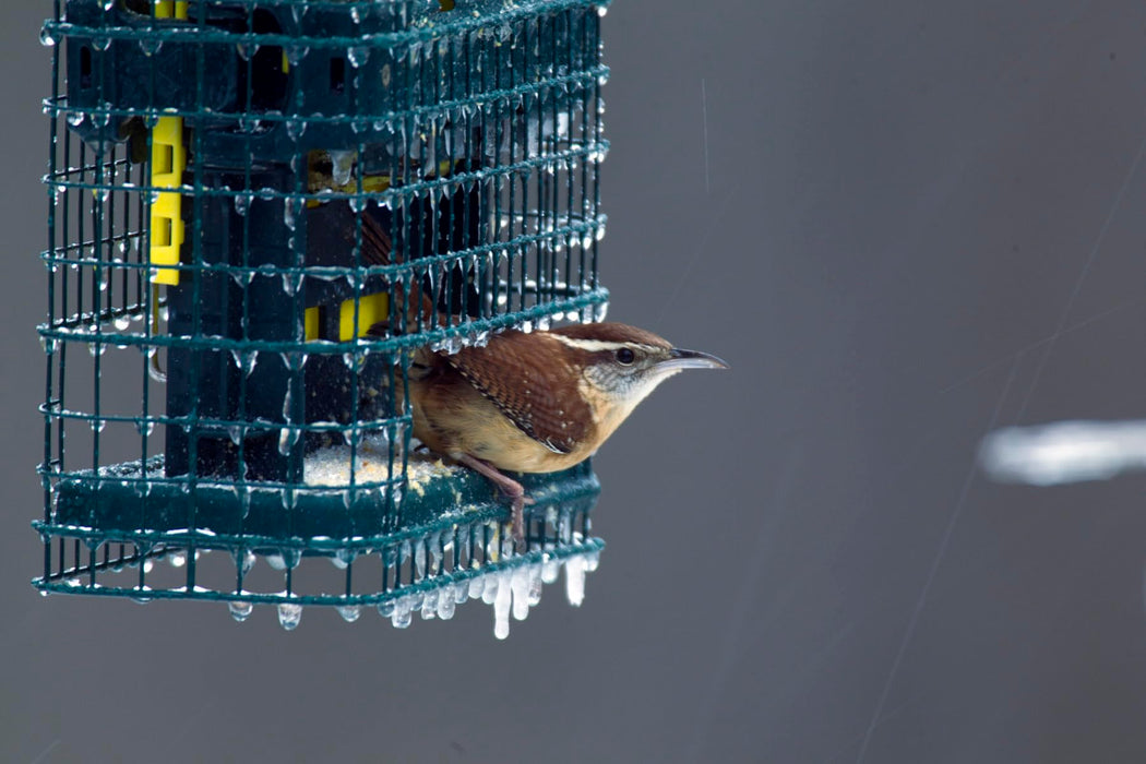 Squirrel Buster Suet Squirrel-Proof Suet Bird Feeder with Two Suet Cake Trays, Two Crumb Ports, Mess-Free Suet Loading, Durable Green Design for Clinging Birds