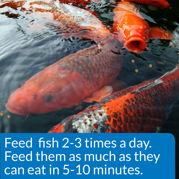 API POND COOL WATER POND FISH FOOD