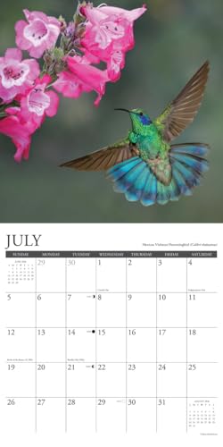 Willow Creek Press Hummingbirds 2026 Calendar