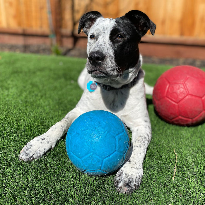 JOLLY PETS SOCCER BALL