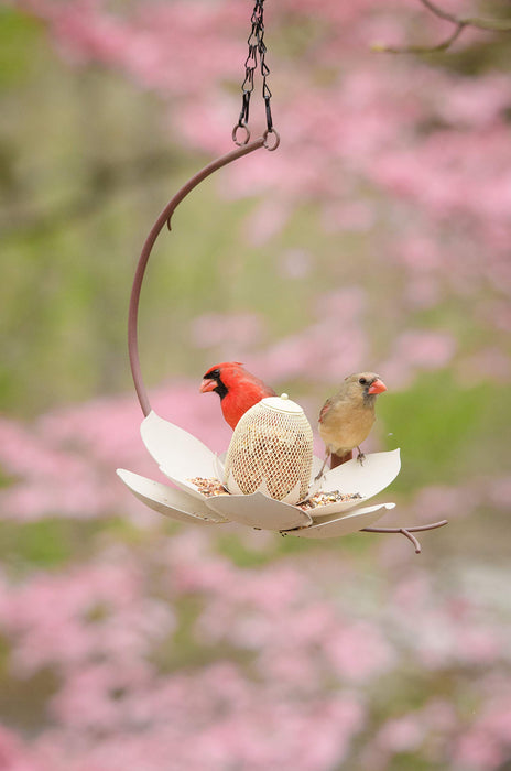 Desert Steel Coneflower Bird Feeder