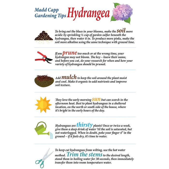 I AM HYDRANGEA Puzzle 350 pcs