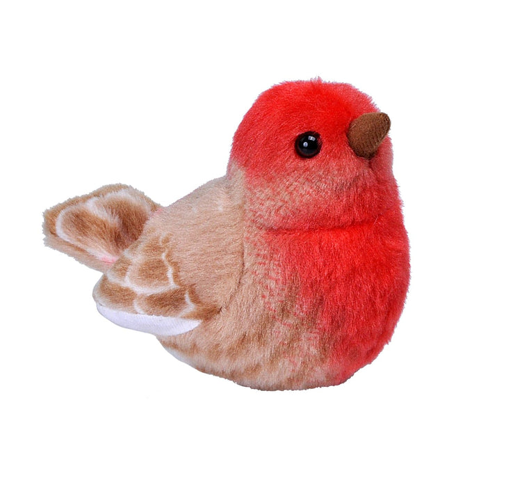 Plush House Finch