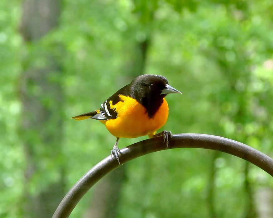 Naturesroom Oriole Feeder for Outdoors, Orange Jelly Feeder Kit Includes(Feeder with Nectar)