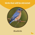 Birds Choice Bluebird Single Cup Feeder for Mealworms and Dried Fruit