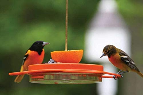Naturesroom Oriole Feeder for Outdoors, Orange Jelly Feeder Kit Includes(Feeder with Nectar)