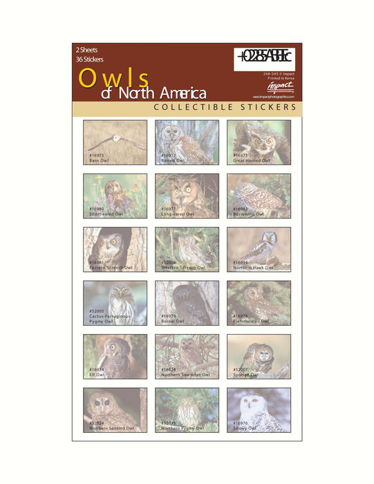 Impact Photographics Sticker Sheet Owls North America