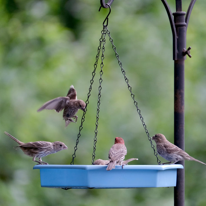 ECOCYCLE COMBO CAFE 2-N-1 BIRD FEEDER & BIRD BATH