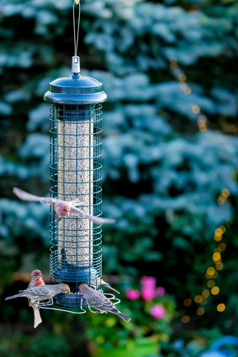 Brome Squirrel Solution 150 Squirrel-Proof Bird Feeder for Wild Birds – 4 Stainless Steel Perches, 2.6 lb Seed Capacity, Chew-Proof, Free Seed Funnel Included