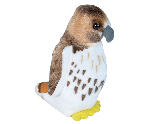 Red Tail Hawk