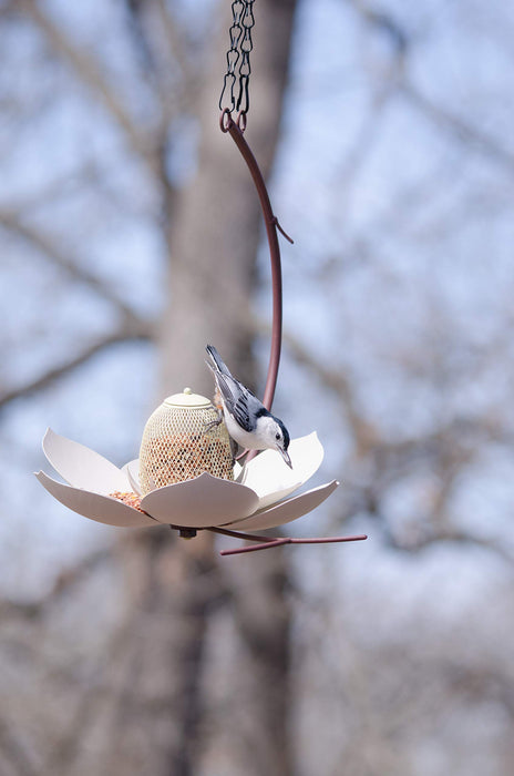 Desert Steel Coneflower Bird Feeder