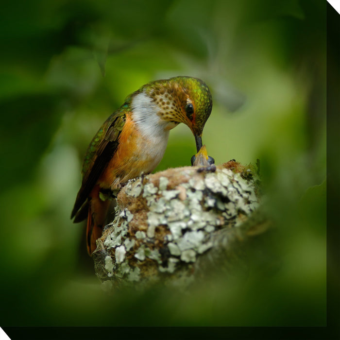HUMMINGBIRD NEST by West of the Wind | Waterproof Outdoor Wall Art