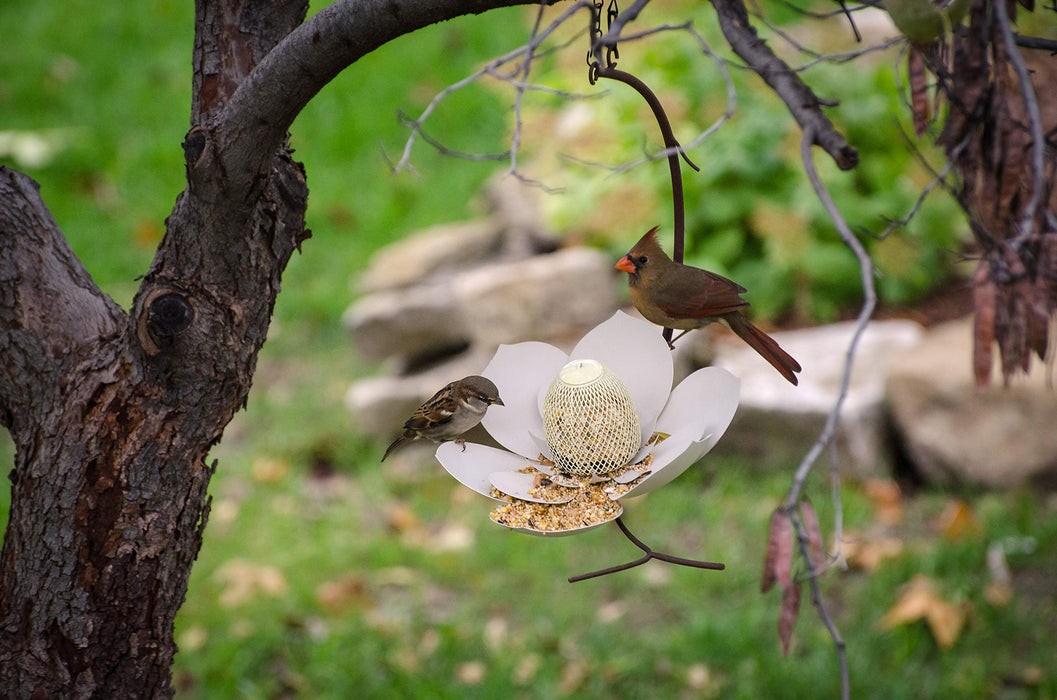 Desert Steel Coneflower Bird Feeder