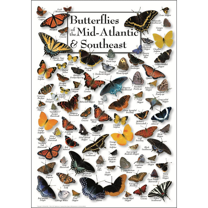 Butterflies of Mid-Atlantic Poster