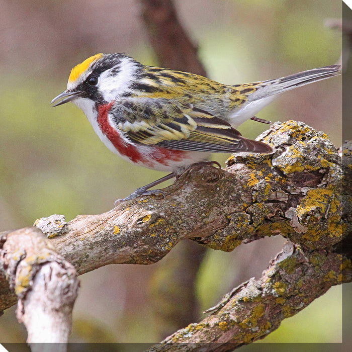 CHESTNUT WARBLER by West of the Wind | Waterproof Outdoor Wall Art