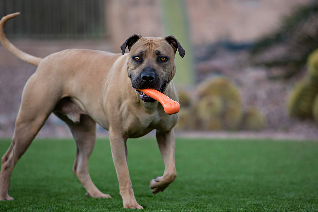JOLLY PETS FLEX-N-CHEW BONE
