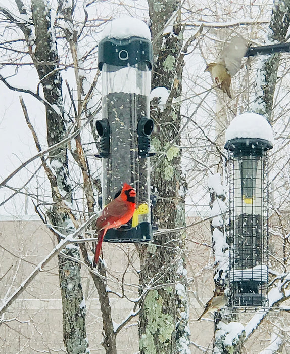 Brome Mega 600 Bird Feeder – Large Capacity Tube Feeder for Wild Birds, 6 Feeding Ports, 4 lb Seed Capacity, Easy to Clean, Metal Ports, Extendable Perches