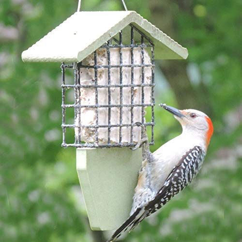 Birds Choice GSTP Tail Prop Suet Feeder, Recycled Hanging Suet Bird Feeder, 1 Suet Cake Capacity, Green