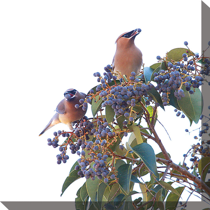 WAXWINGS & LIGUSTRUM by West of the Wind | Waterproof Outdoor Wall Art