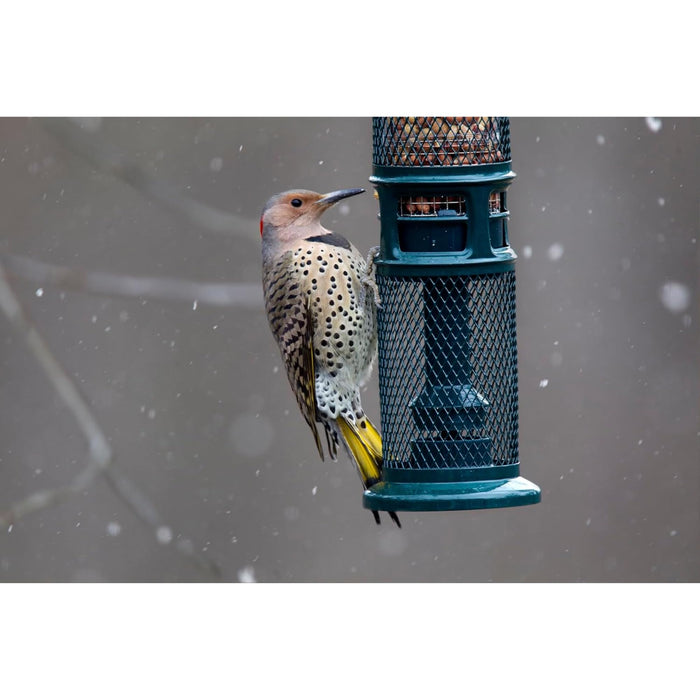 Squirrel Buster Nut Feeder Squirrel-Proof Bird Feeder for Nuts and Fruit, Two Meshes