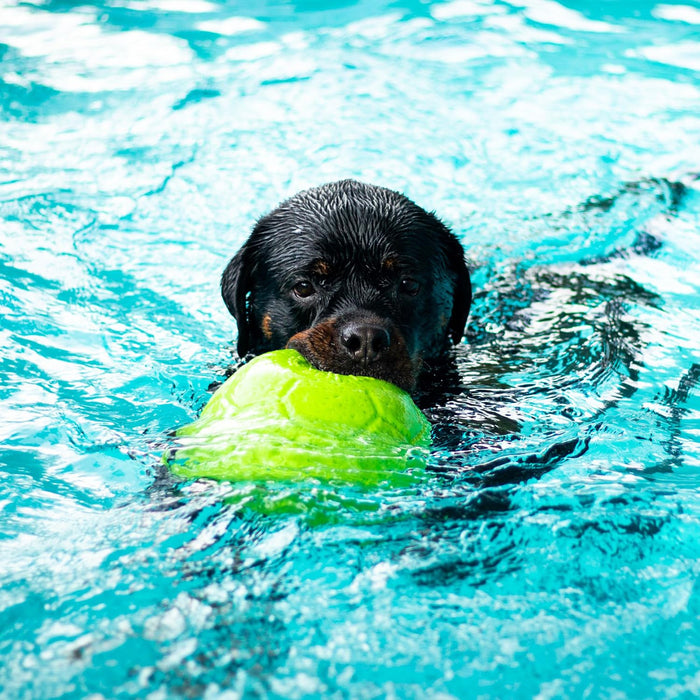 JOLLY PETS SOCCER BALL