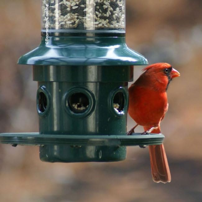 Brome Squirrel Buster Plus Feeder