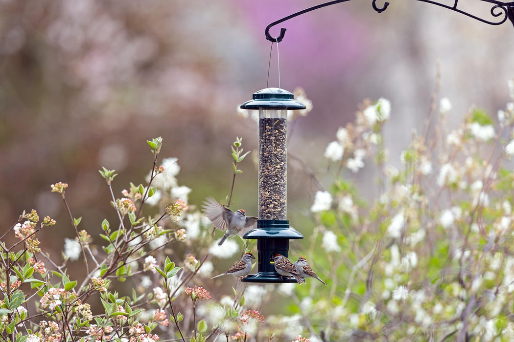 Squirrel Buster Evolution Truly Squirrel-Proof Bird Feeder, Double Cardinal Ring, 1.9-Pound Seed Capacity, Green