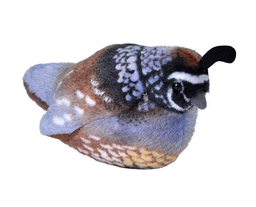 Plush California Quail