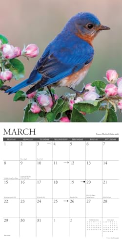 Willow Creek Press Backyard Birds of North America 2026 Calendar