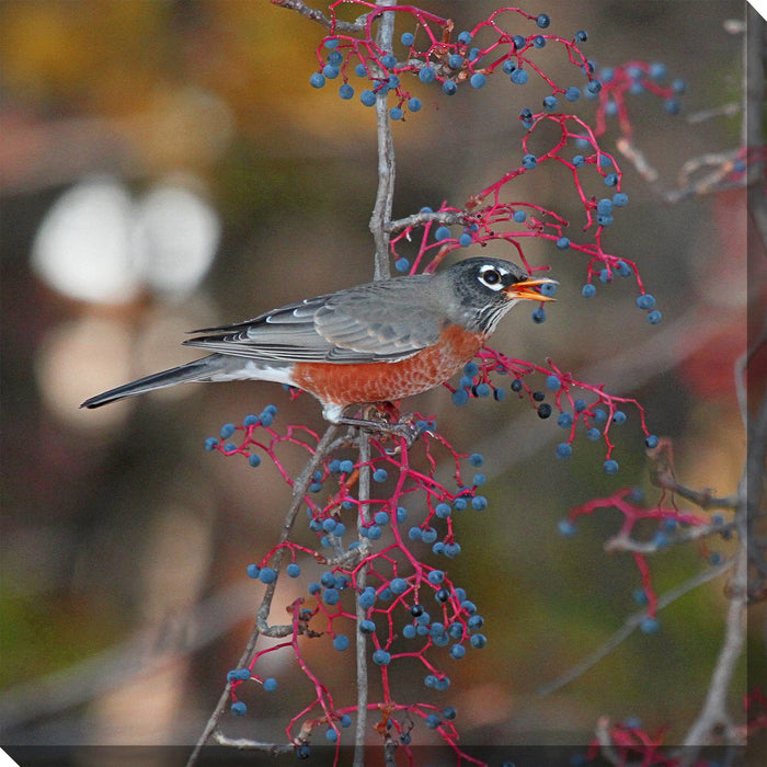 ROBIN IN AUTUMN by West of the Wind | Waterproof Outdoor Wall Art