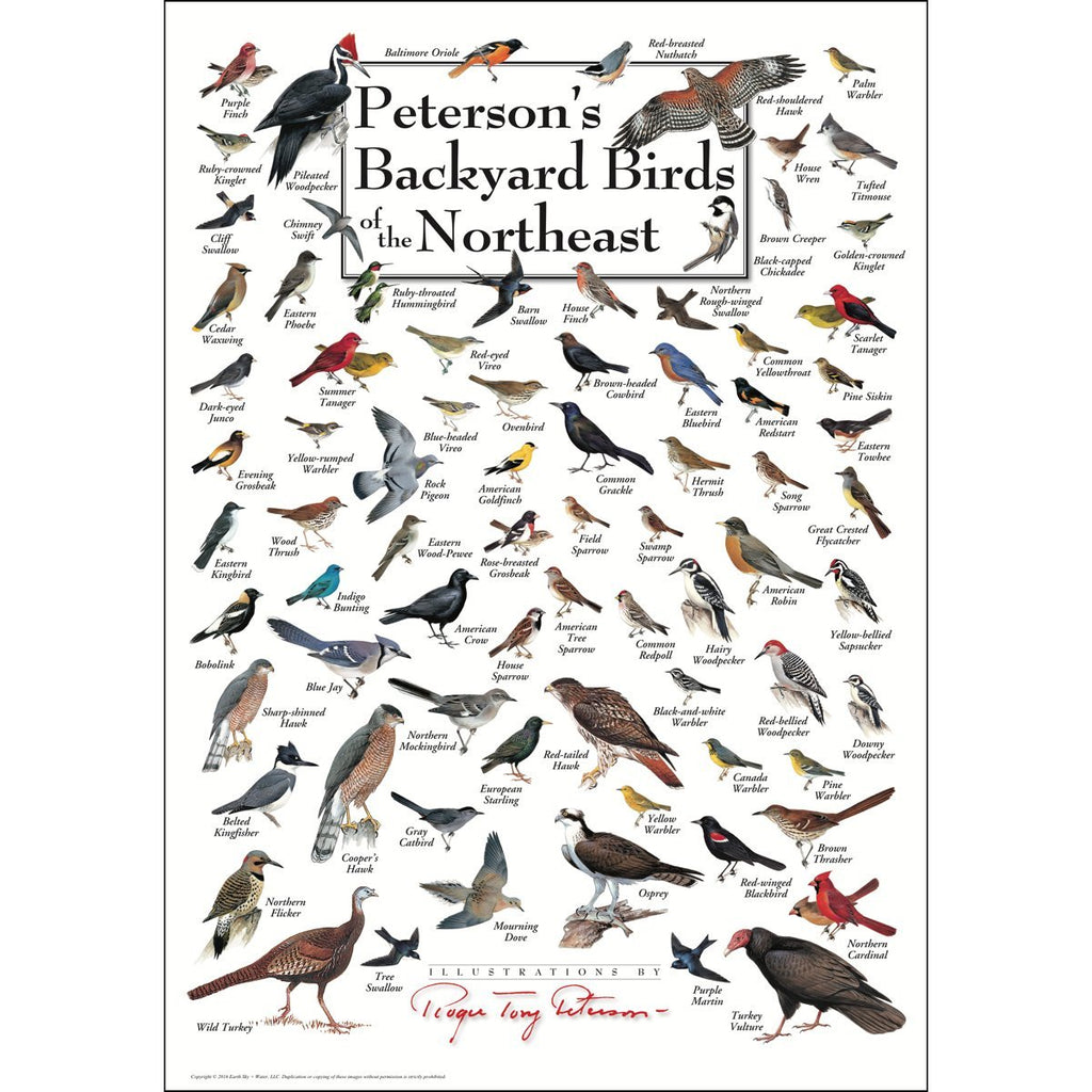 Peterson's Backyard Birds of the Northeast Poster — The Bird Shed