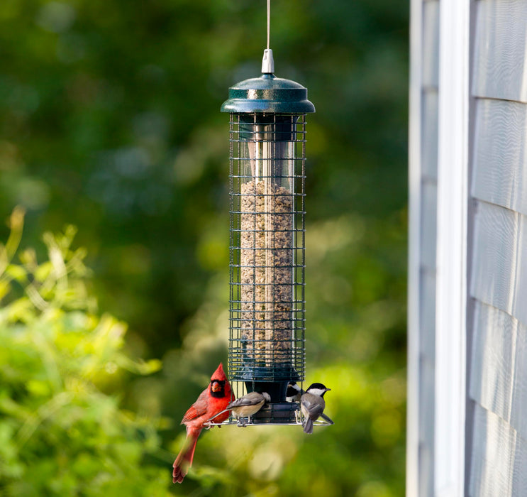 Brome Squirrel Solution 150 Squirrel-Proof Bird Feeder for Wild Birds – 4 Stainless Steel Perches, 2.6 lb Seed Capacity, Chew-Proof, Free Seed Funnel Included