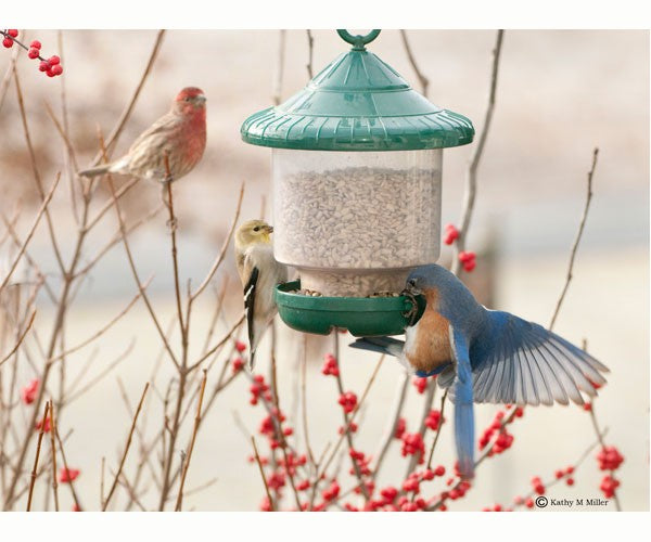 Sunflower and Mixed Seed Bird Feeders: Clingers Only (Green)