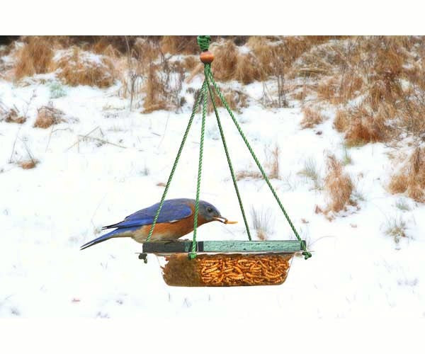 WILDLIFE FEEDERS & HOUSES: Hanging Mealworm Dish Feeder